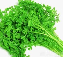 Cilantro