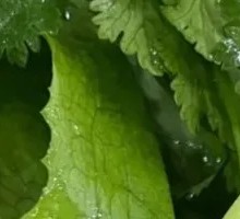 Mixed Vegetables Platter