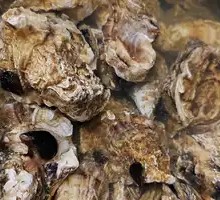 Steamed Oysters in Clay Pot