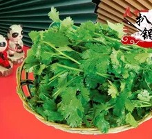 Cilantro