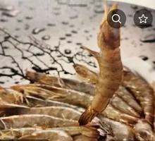 Grilled Fresh Shrimp