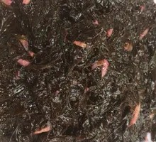 Cold-Mixed Purple Laver