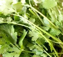Cilantro