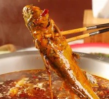 Fresh Yellow Softshell Turtle