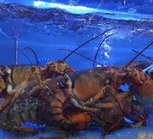 Large Lobster