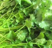 Cilantro