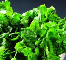 Grilled Cilantro