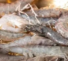 Shrimp and Squid