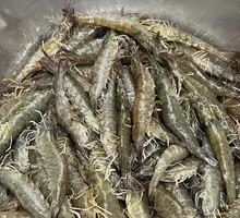 Fresh Shrimp