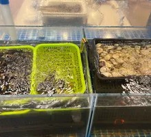 Abalone