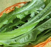 Oilseed lettuce