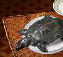 Tonifying Softshell Turtle