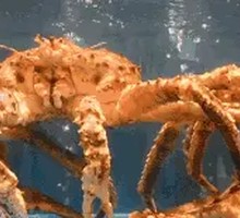 King Crab