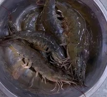 Shrimp