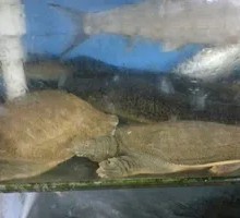 Softshell Turtle and Wild Slime Mushroom Stew