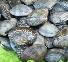 Mixed Clams