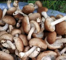Fresh Mushrooms