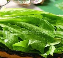 Oilseed lettuce
