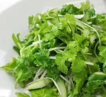 Cilantro