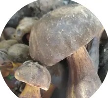 Fresh Black Chanterelle