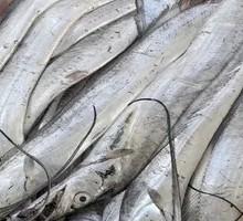 Fresh Frozen Large Yellow Croaker