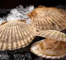 Large Scallop