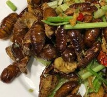 Northeast Silkworm Pupa