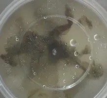 Seaweed Soup