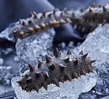 Sea Cucumber