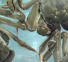 Fresh Live Crab