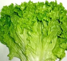 Fresh Lettuce