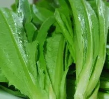 Oilseed lettuce