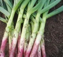Red-skinned Garlic with Green Onion