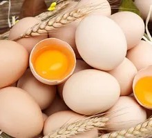 Egg