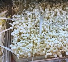 Enoki Mushroom