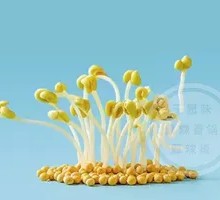 Mung Bean Sprouts