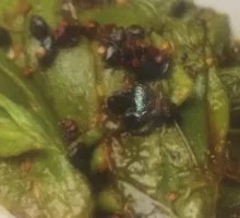 Braised Green Pepper with Tiger Stripes