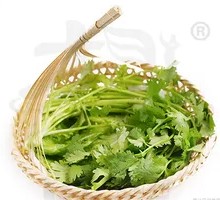 Cilantro