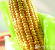Northeast Corn