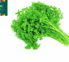 Cilantro