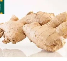 Ginger