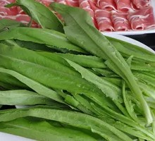 Oilseed lettuce