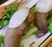 Geoduck
