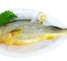 Large Yellow Croaker