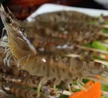Giant Tiger Prawn