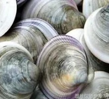Black Clam