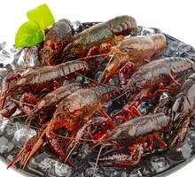 Fresh Sea White Shrimp