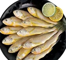 Yellow Croaker