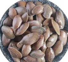 Fresh Oil Clam
