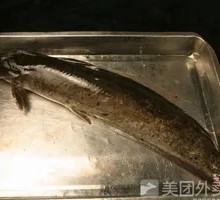Catfish